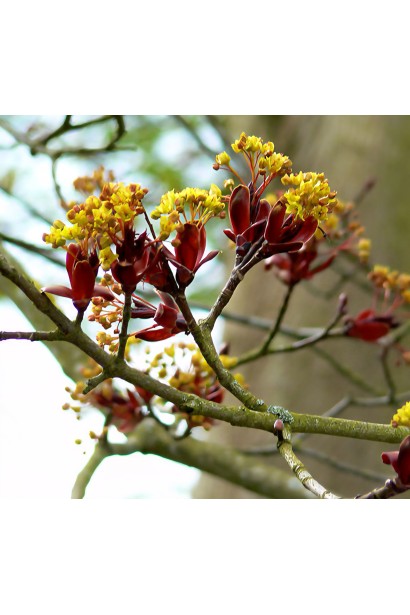 Клен гостролистий Крімсон Сентрі | Acer platanoides Crimson Sentry| Клён остролистный Кримсон Сентри 